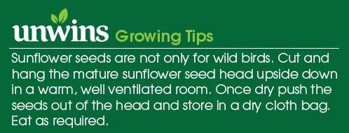 Sunflower Giant Single Seeds Unwins Growing Tips
